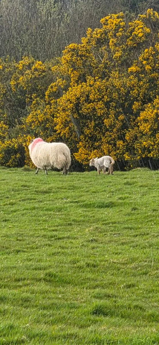 Ewes and Lambs - Image 2