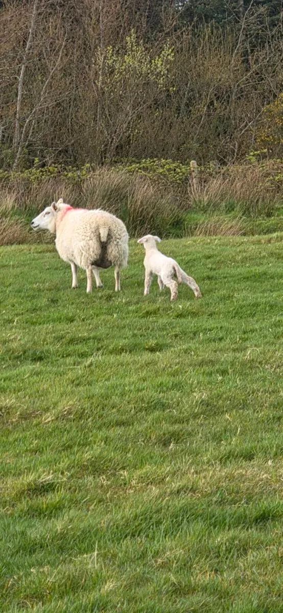 Ewes and Lambs - Image 3