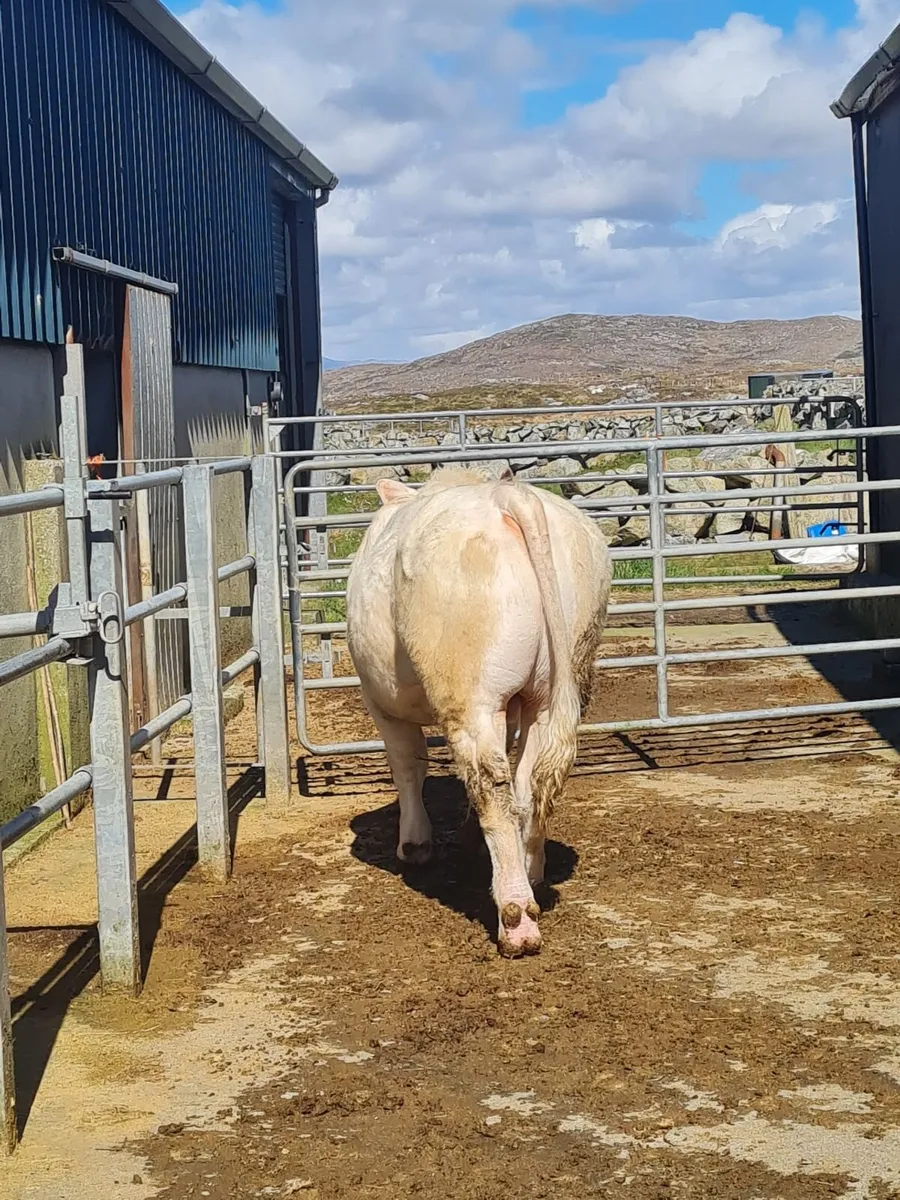 Charolais X Bull AI bred and Charolais heifer AI b - Image 4