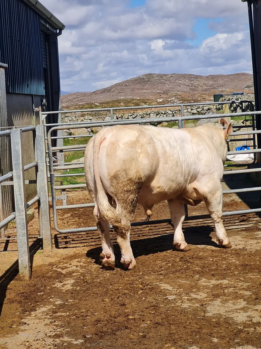 Charolais X Bull AI bred and Charolais heifer AI b - Image 3