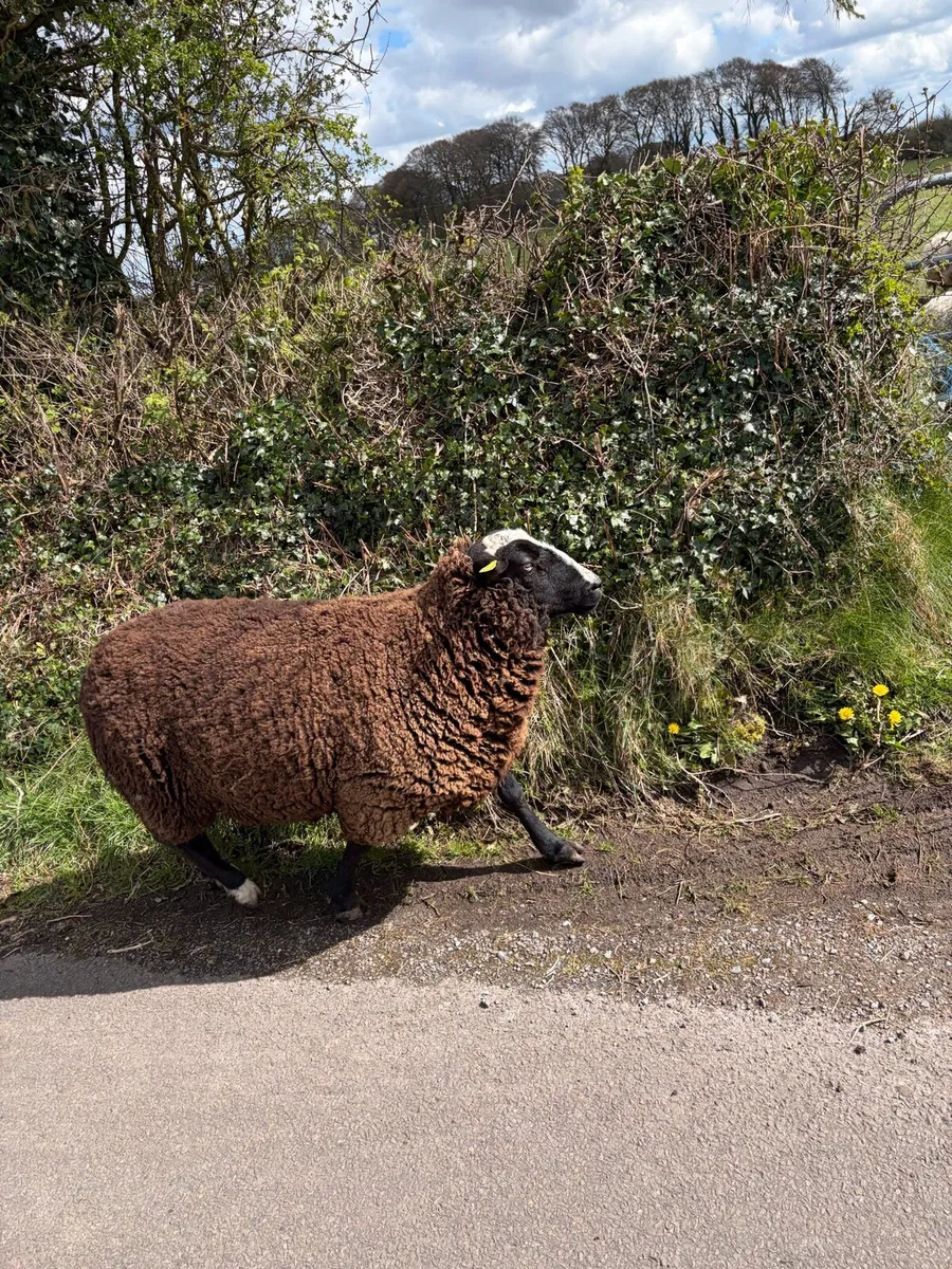 Purebred Zwartbles Ram - Image 2