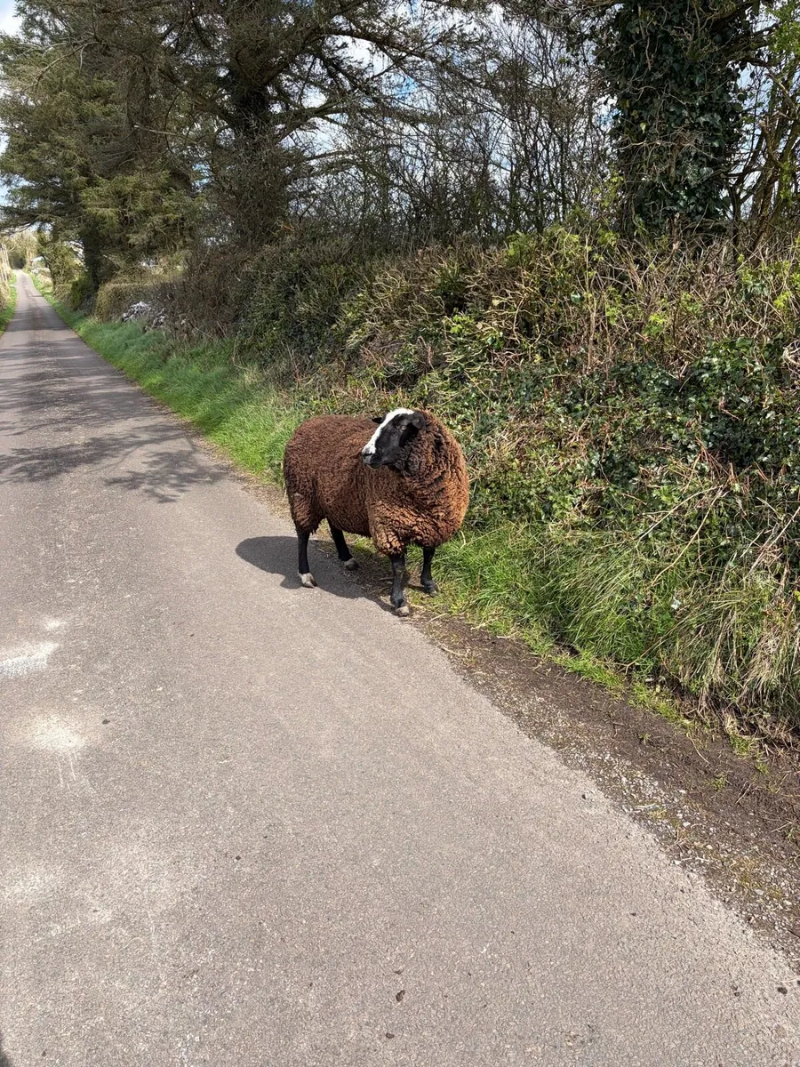 Purebred Zwartbles Ram - Image 1