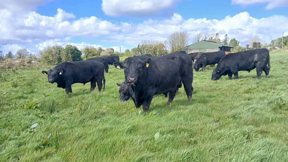 Angus bull - Image 2