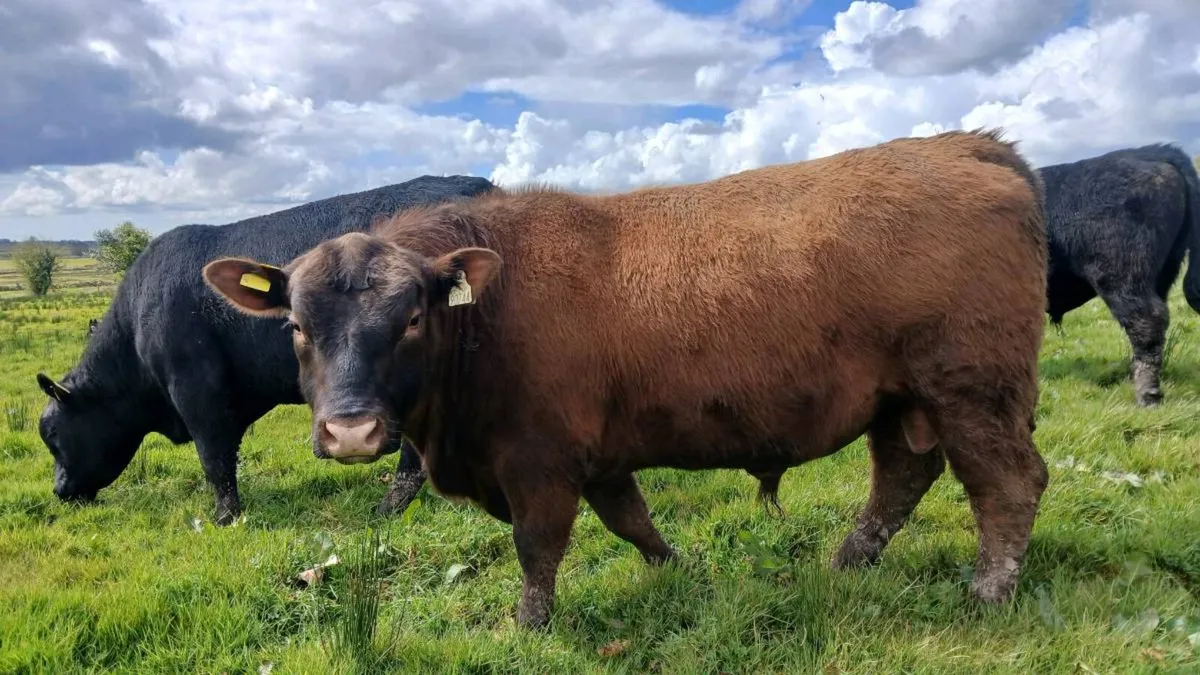 Angus bull - Image 3