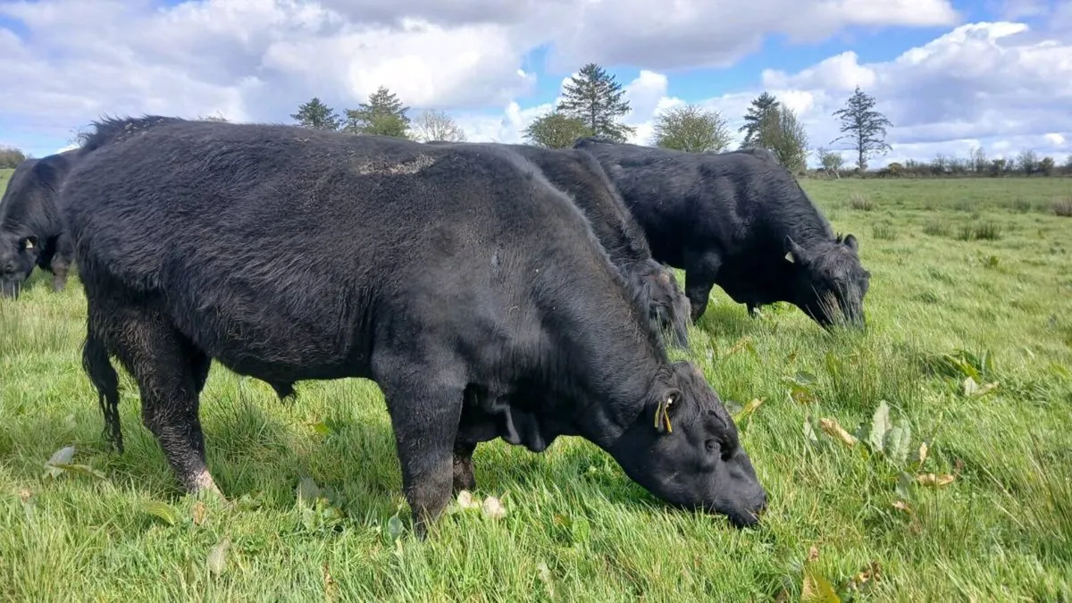 Angus bull - Image 4