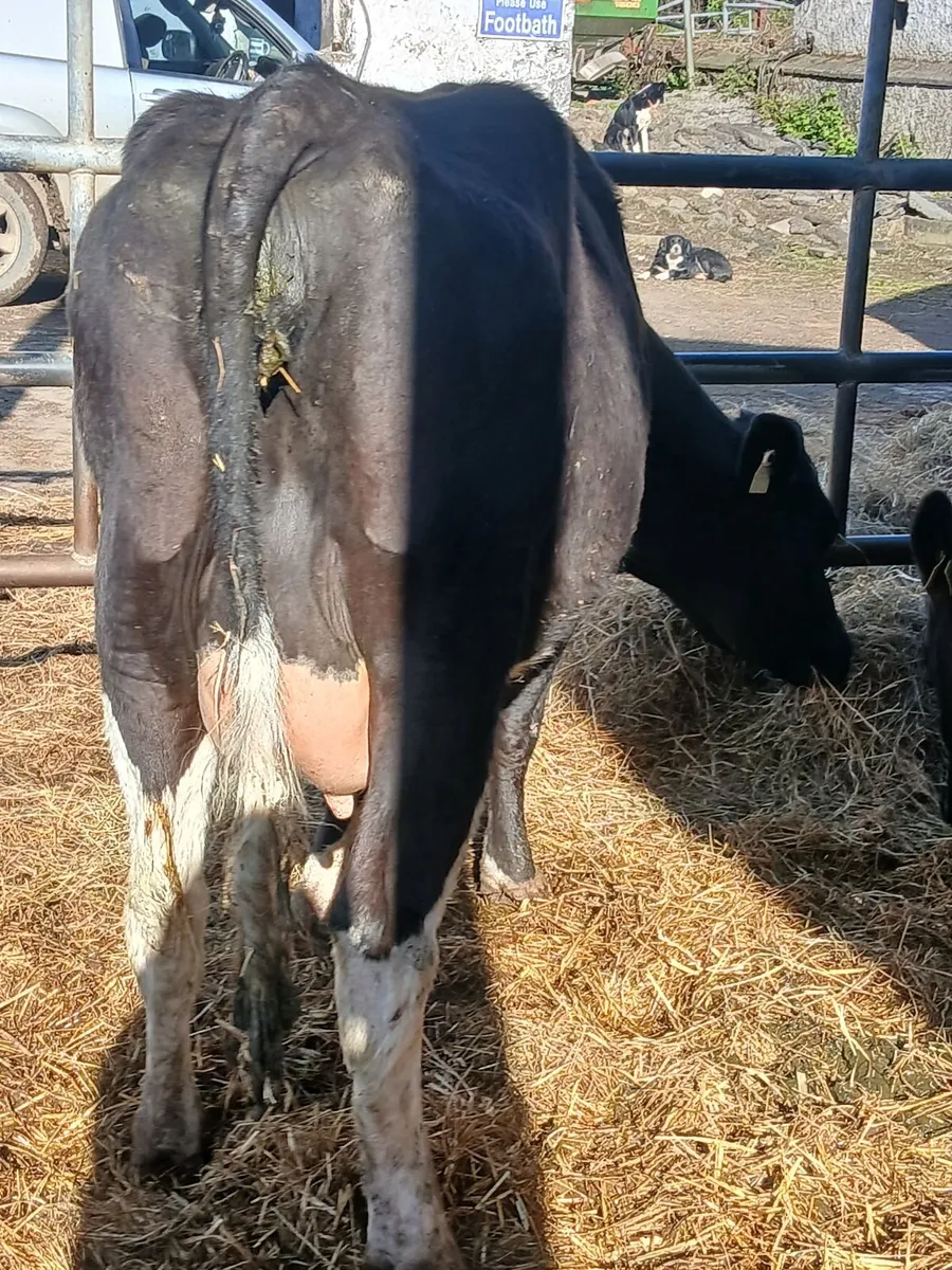 Fresh heifer - Image 2