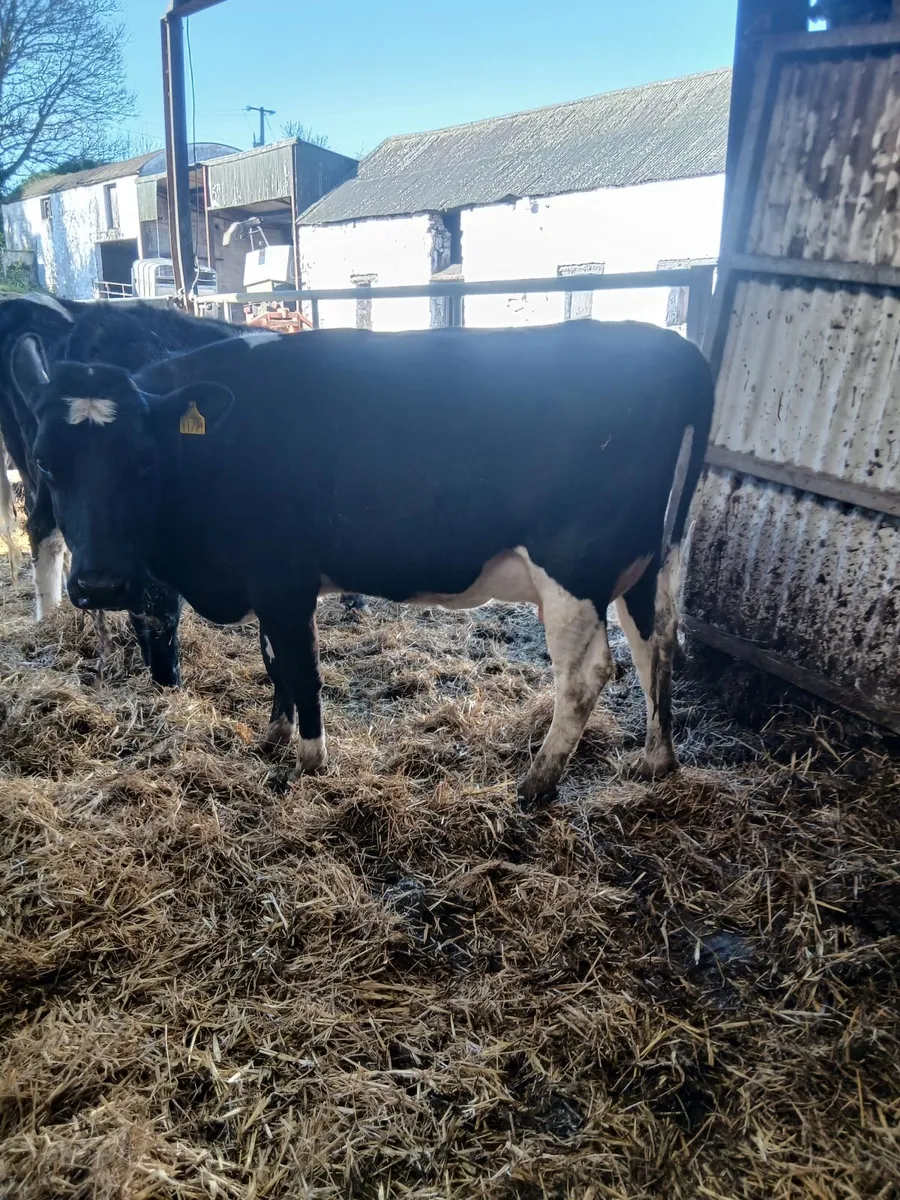 Fresh heifer - Image 3