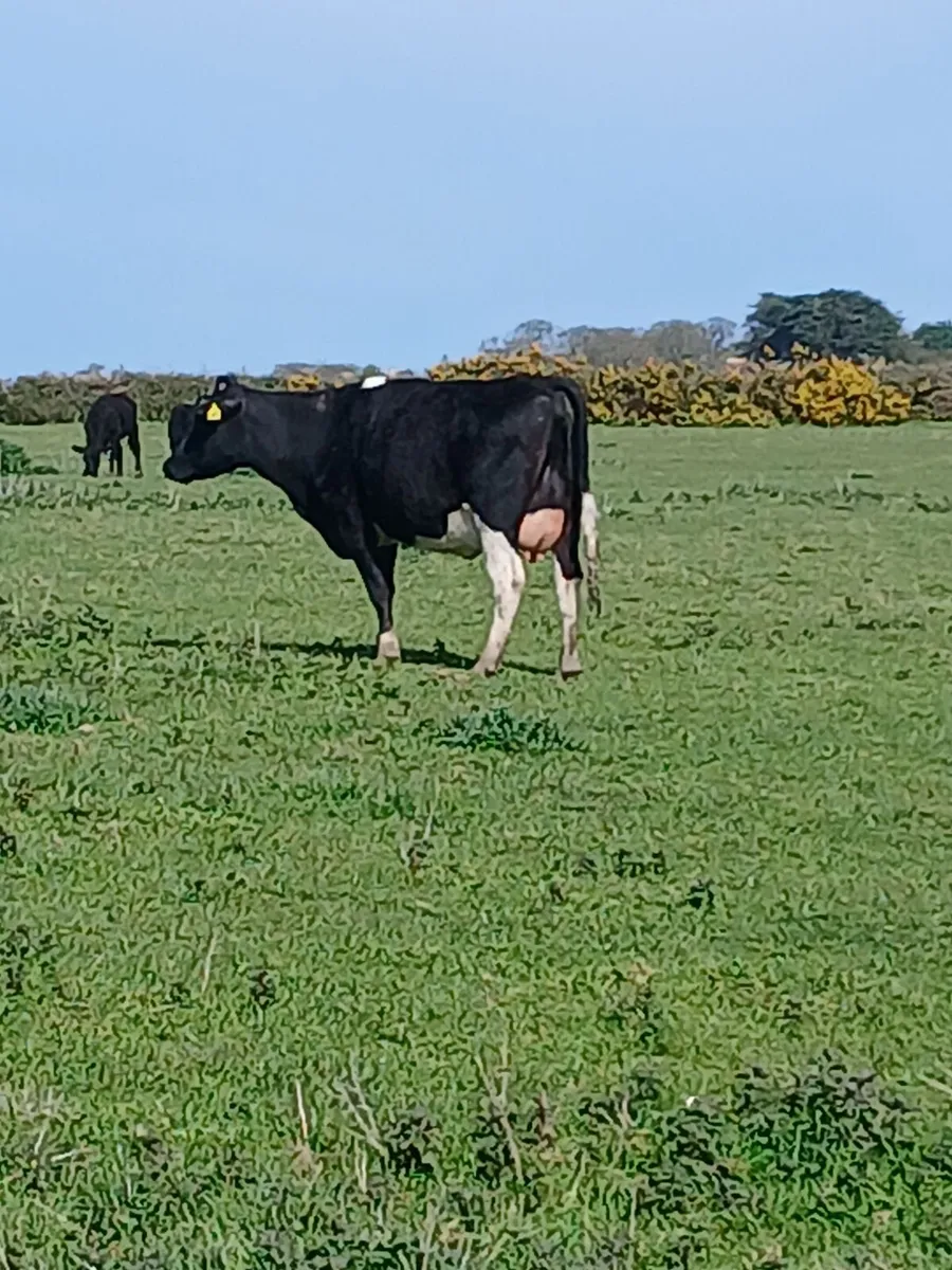 Fresh heifer - Image 1