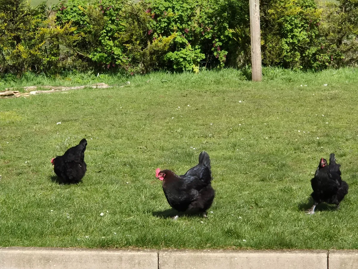 Black copper maran hens - Image 1