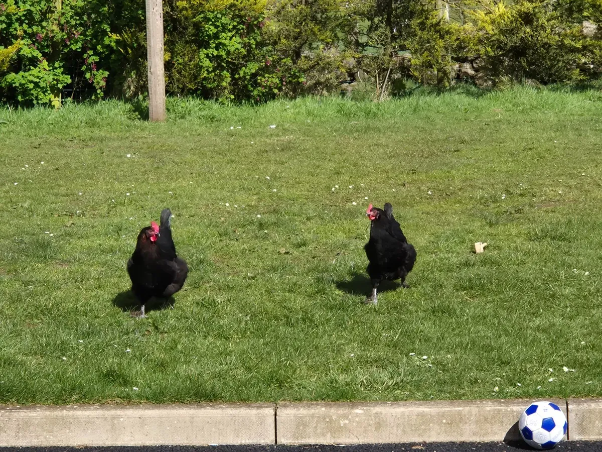 Black copper maran hens - Image 2