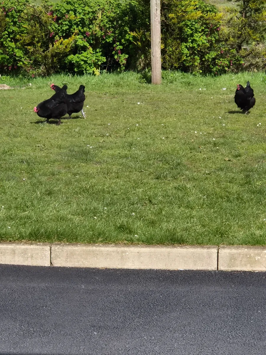 Black copper maran hens - Image 3