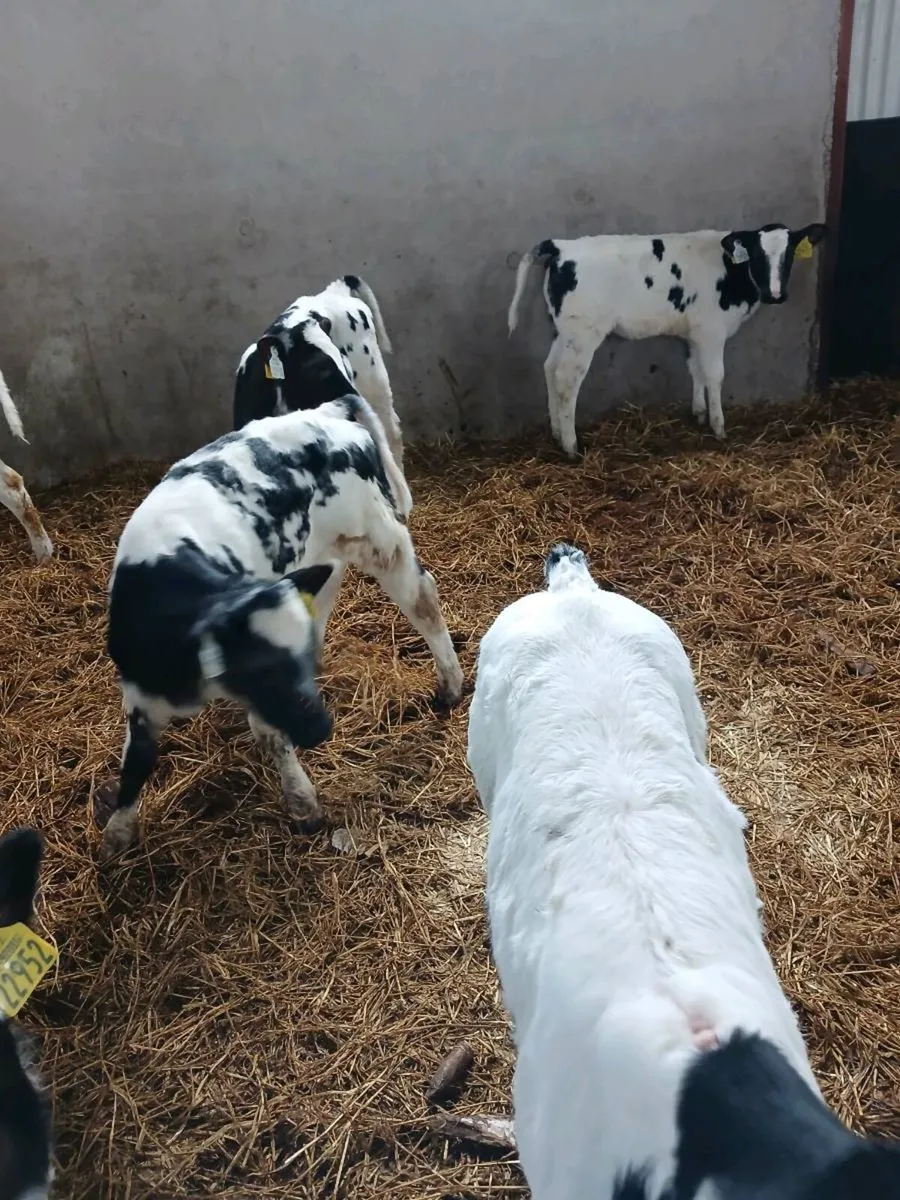 Belgium Blue calves - Image 2