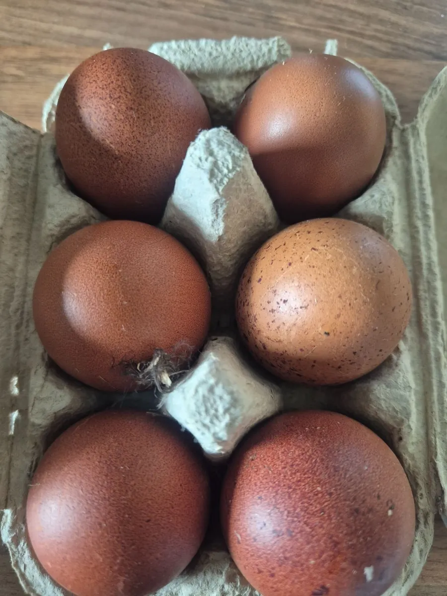 Black copper maran hens - Image 4