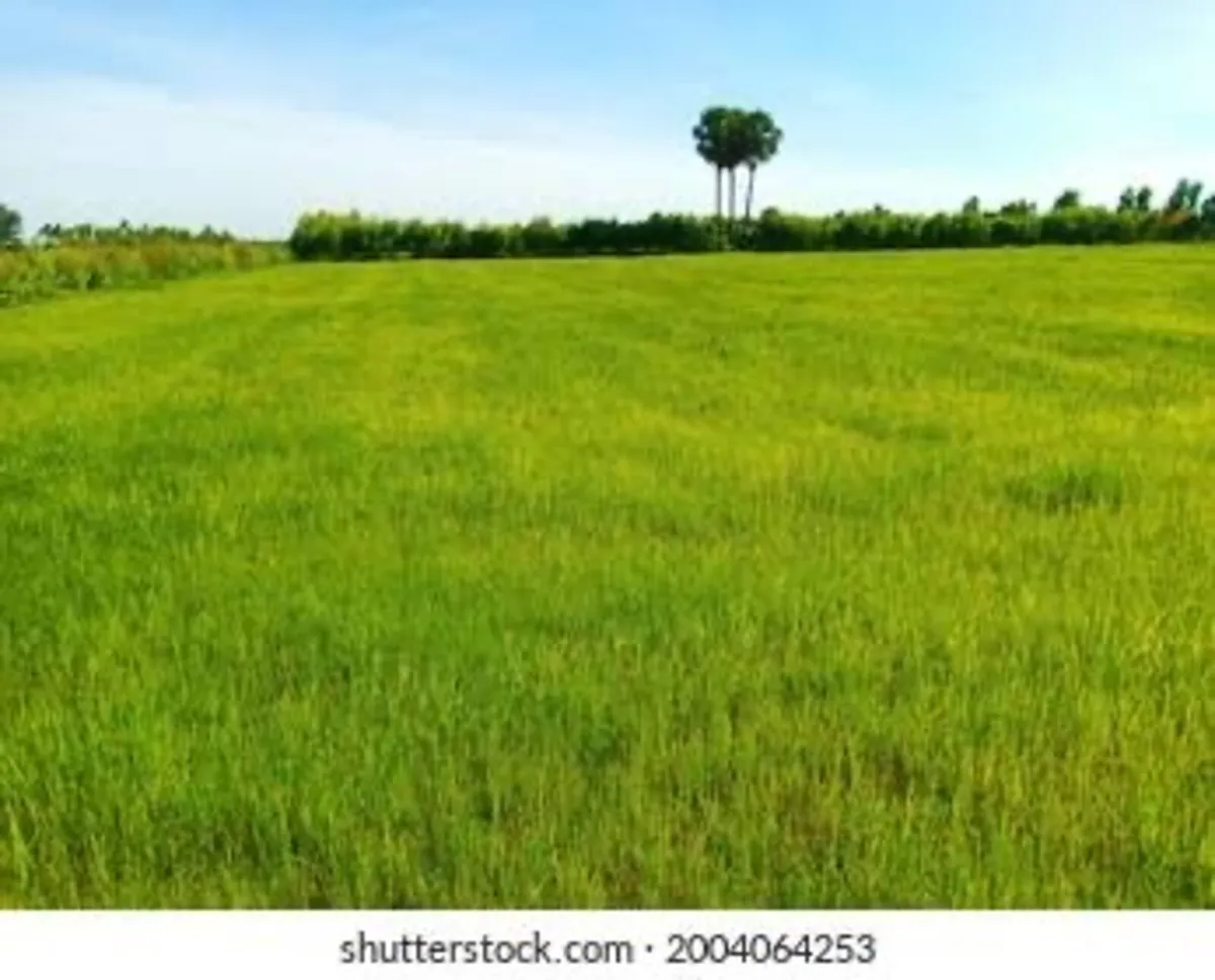 Grazing land wanted for lease