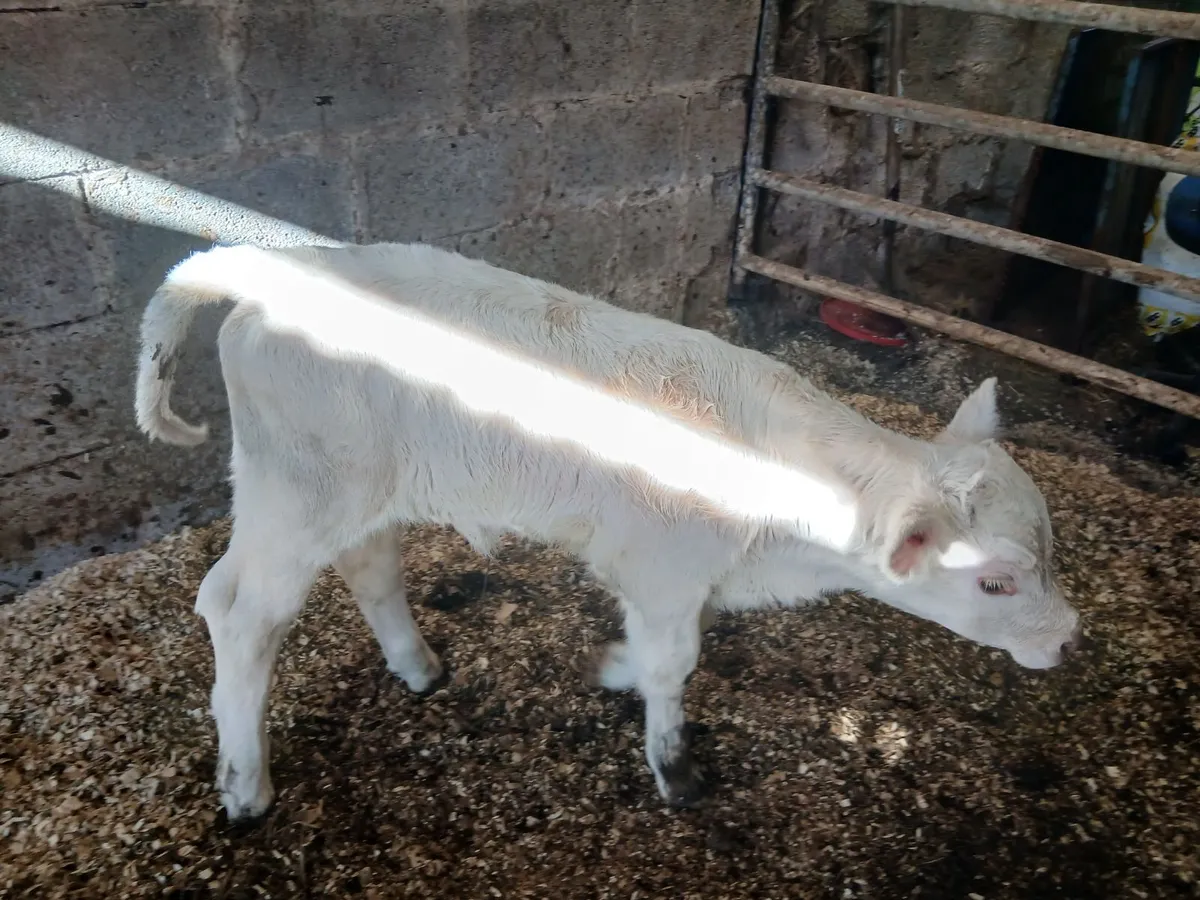 Female Charolais calf 8 days old - Image 1