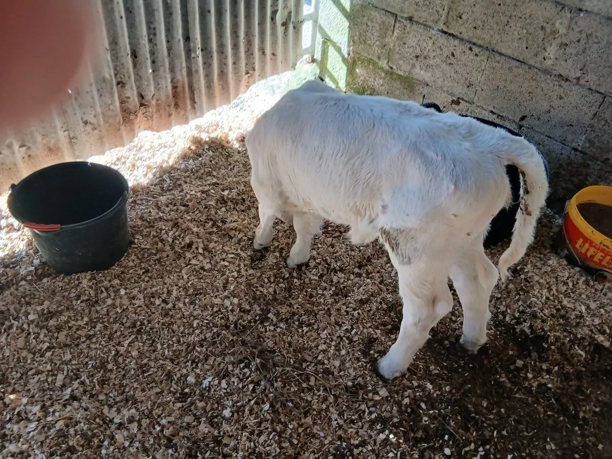 Female Charolais calf 8 days old - Image 3