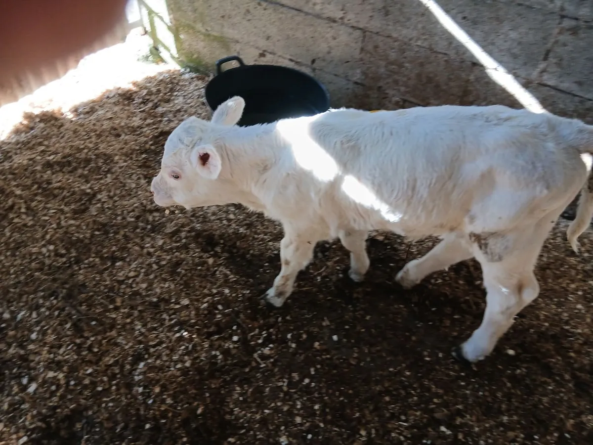 Female Charolais calf 8 days old - Image 2