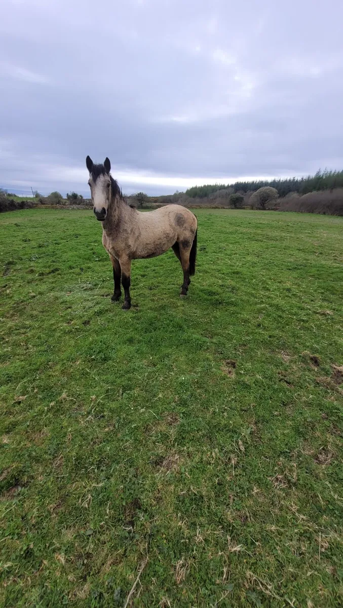2yr old conemara gelding - Image 1