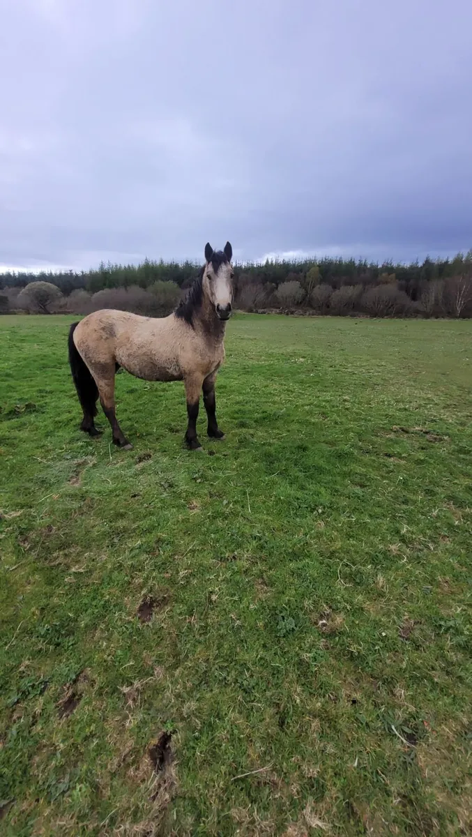 2yr old conemara gelding - Image 2