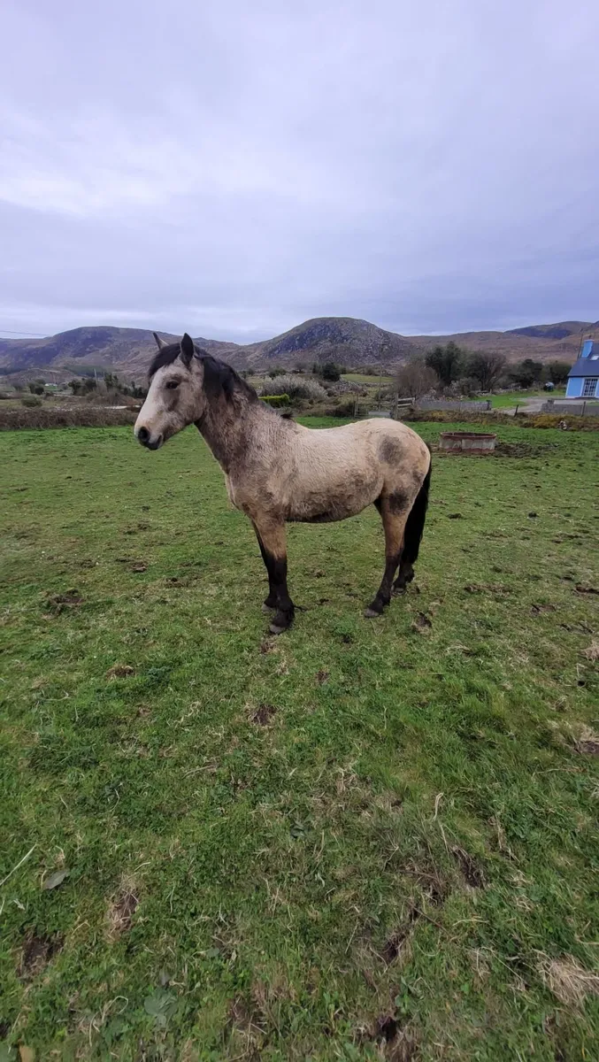 2yr old conemara gelding - Image 3