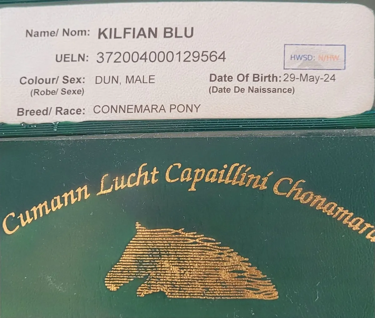 2yr old conemara gelding - Image 4