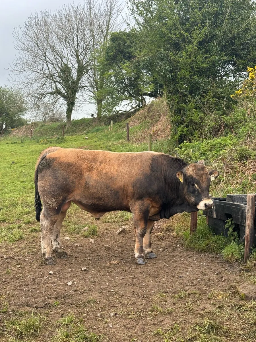 Aubrac Bulls - Image 2