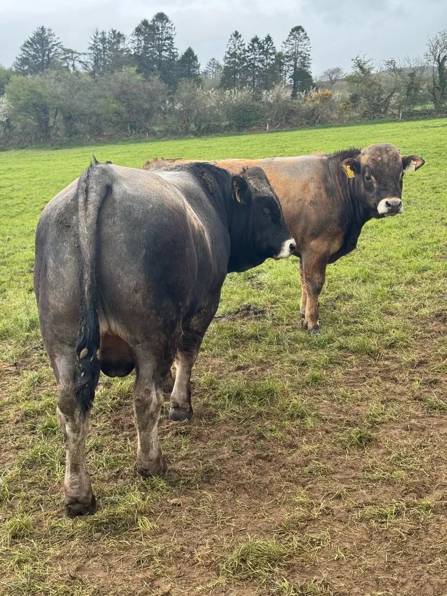 Aubrac Bulls - Image 3