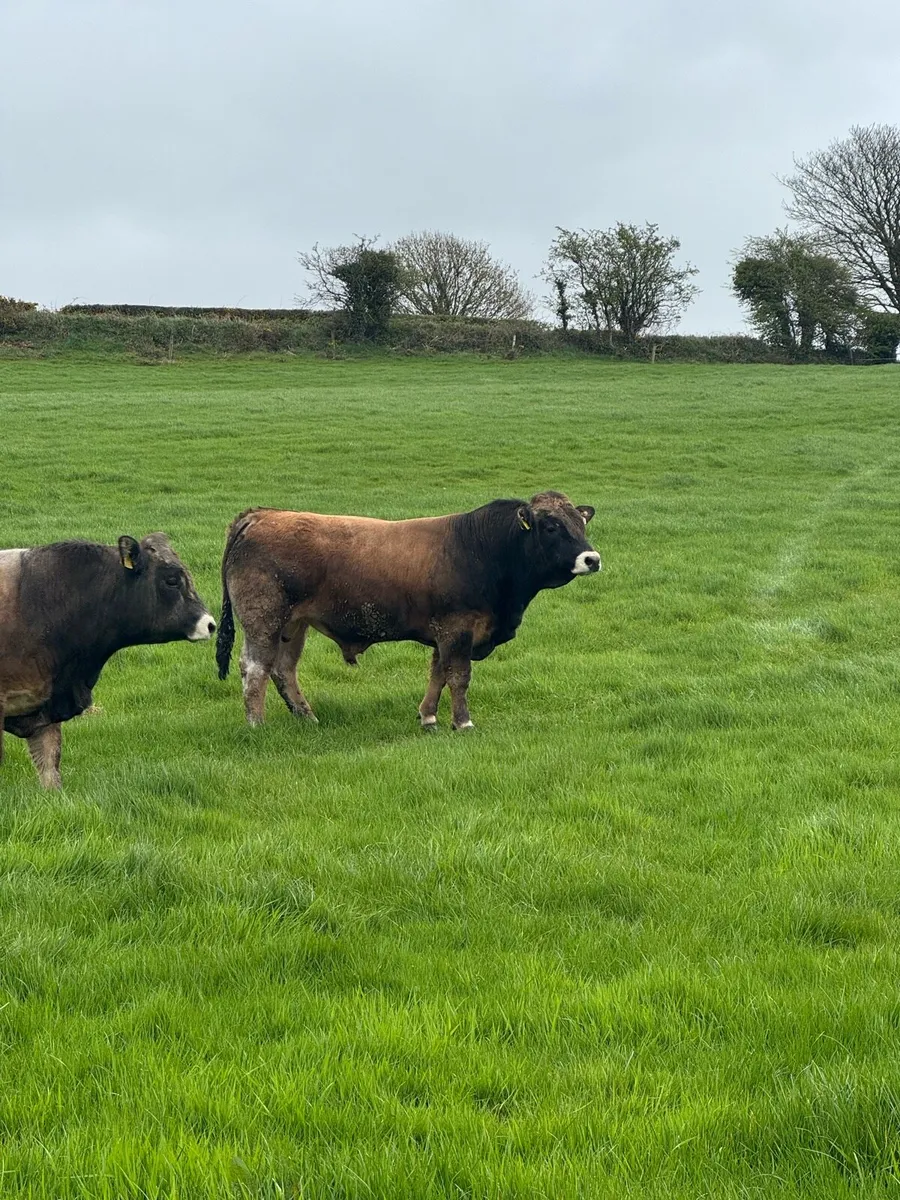 Aubrac Bulls - Image 1