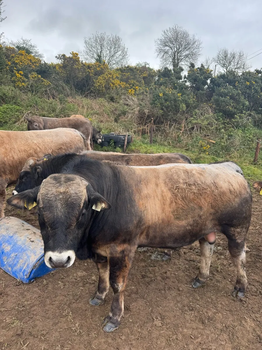 Aubrac Bulls - Image 3