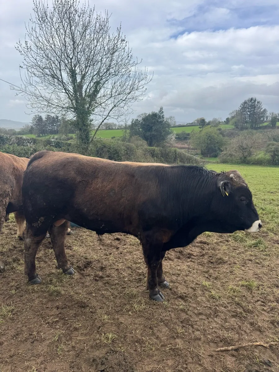 Aubrac Bulls - Image 4