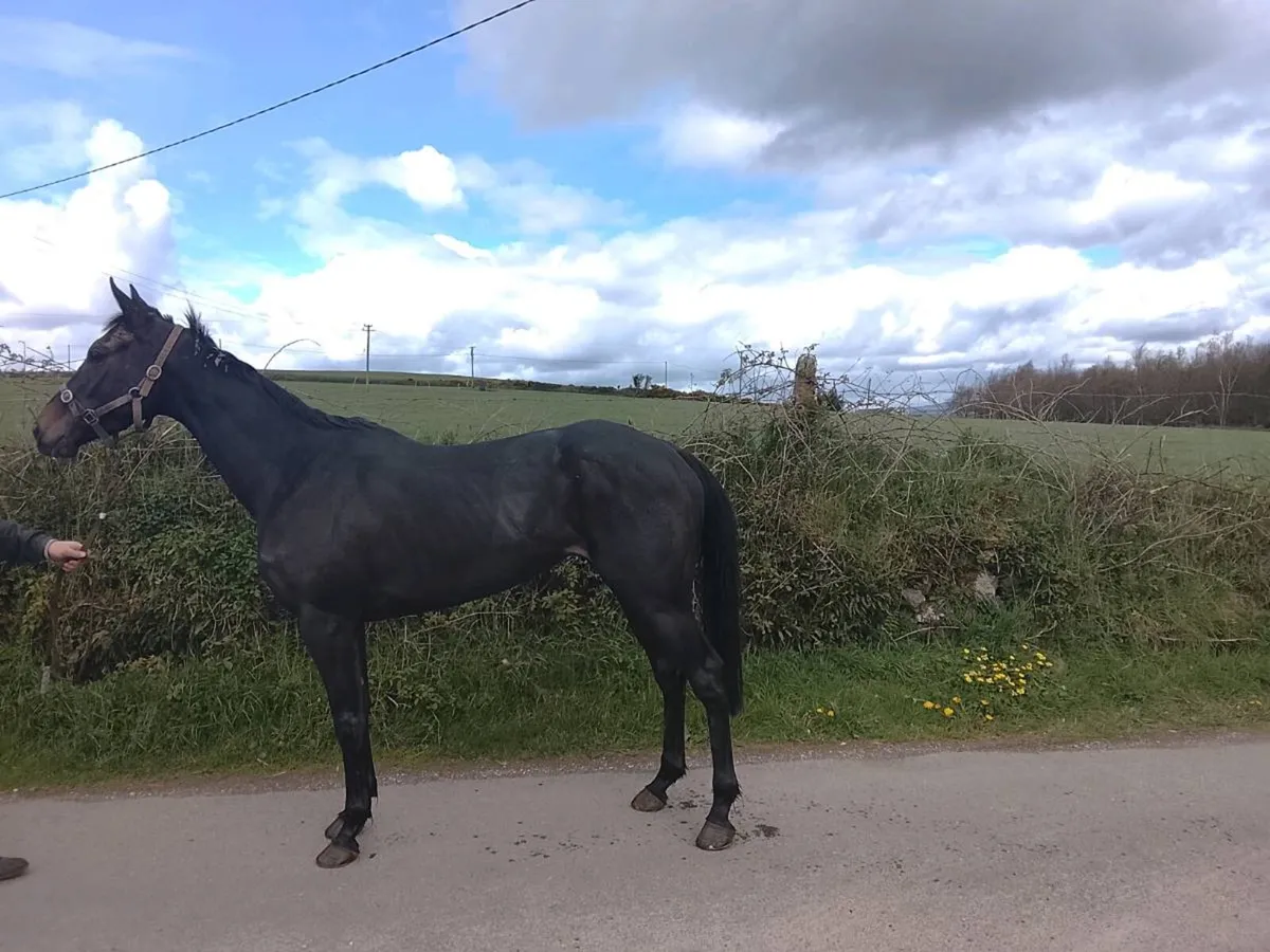 NH Broodmare - Image 1