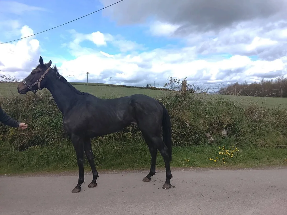 NH Broodmare - Image 2