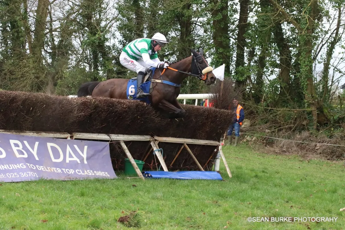 NH Broodmare - Image 3