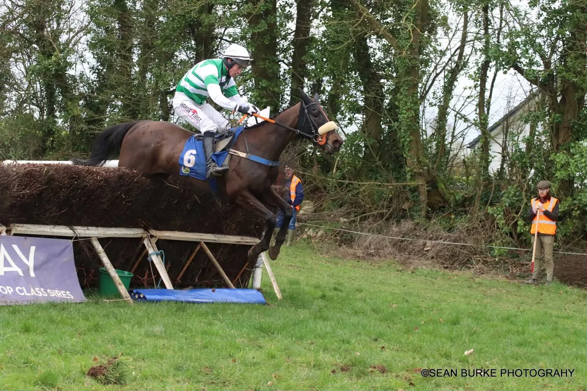 NH Broodmare - Image 4