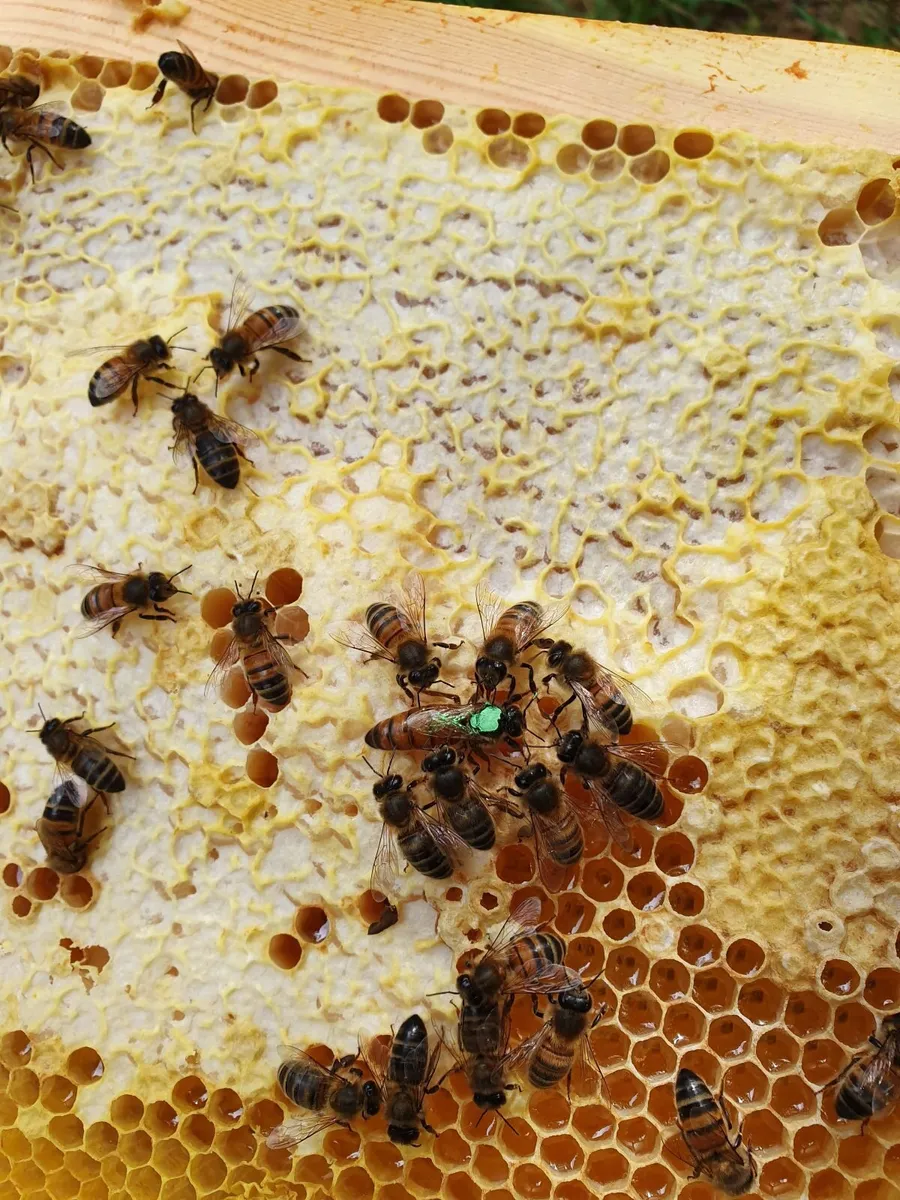 Bees - Image 3