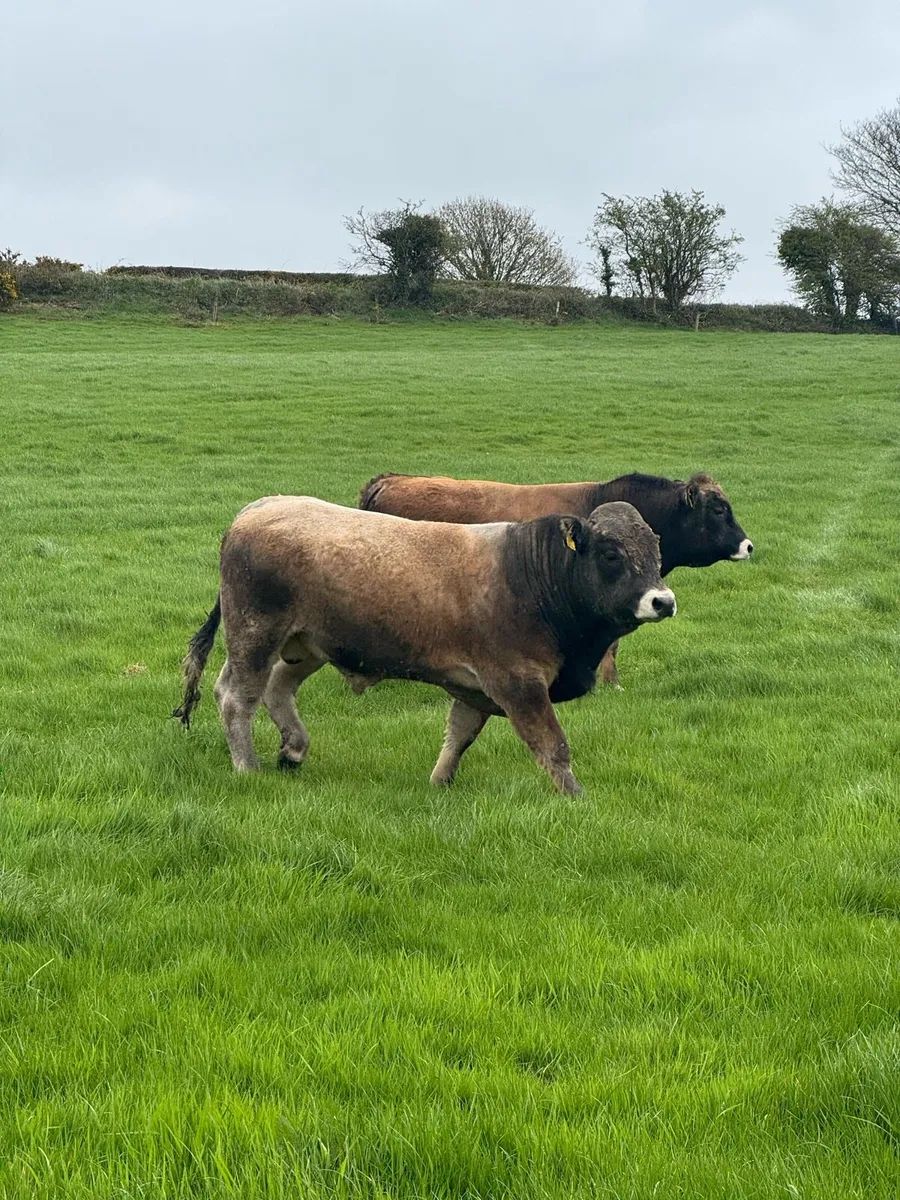 Aubrac Bulls - Image 4