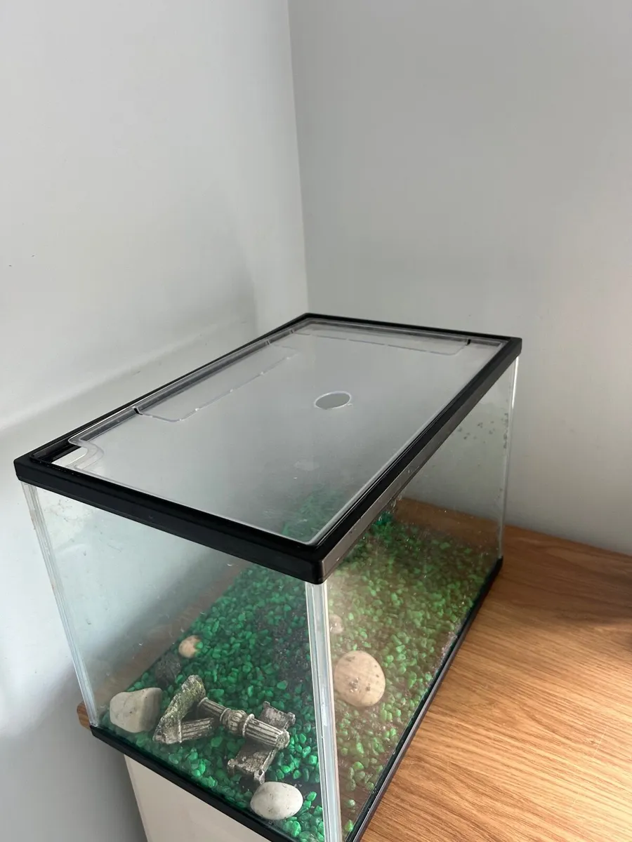 fishtank - Image 4