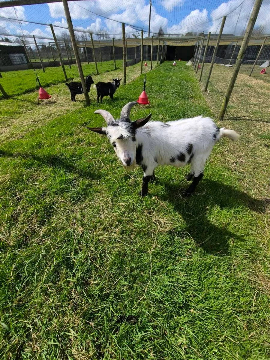 Pygmy Goat Buck - Image 1