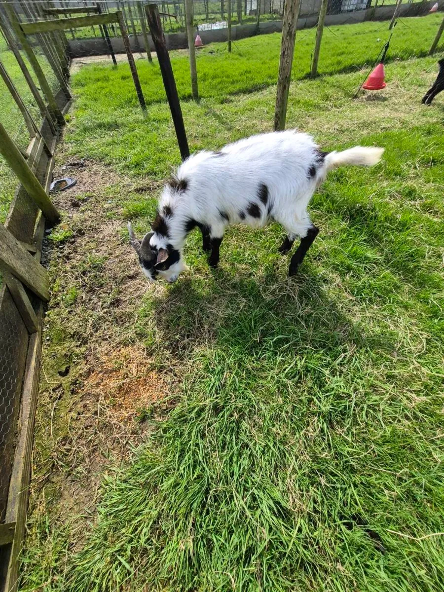 Pygmy Goat Buck - Image 3