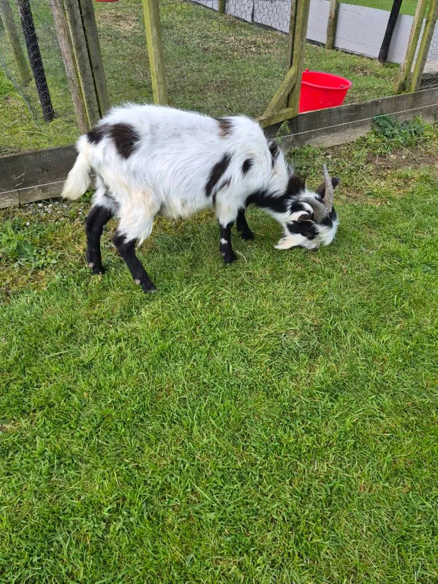 Pygmy Goat Buck - Image 4