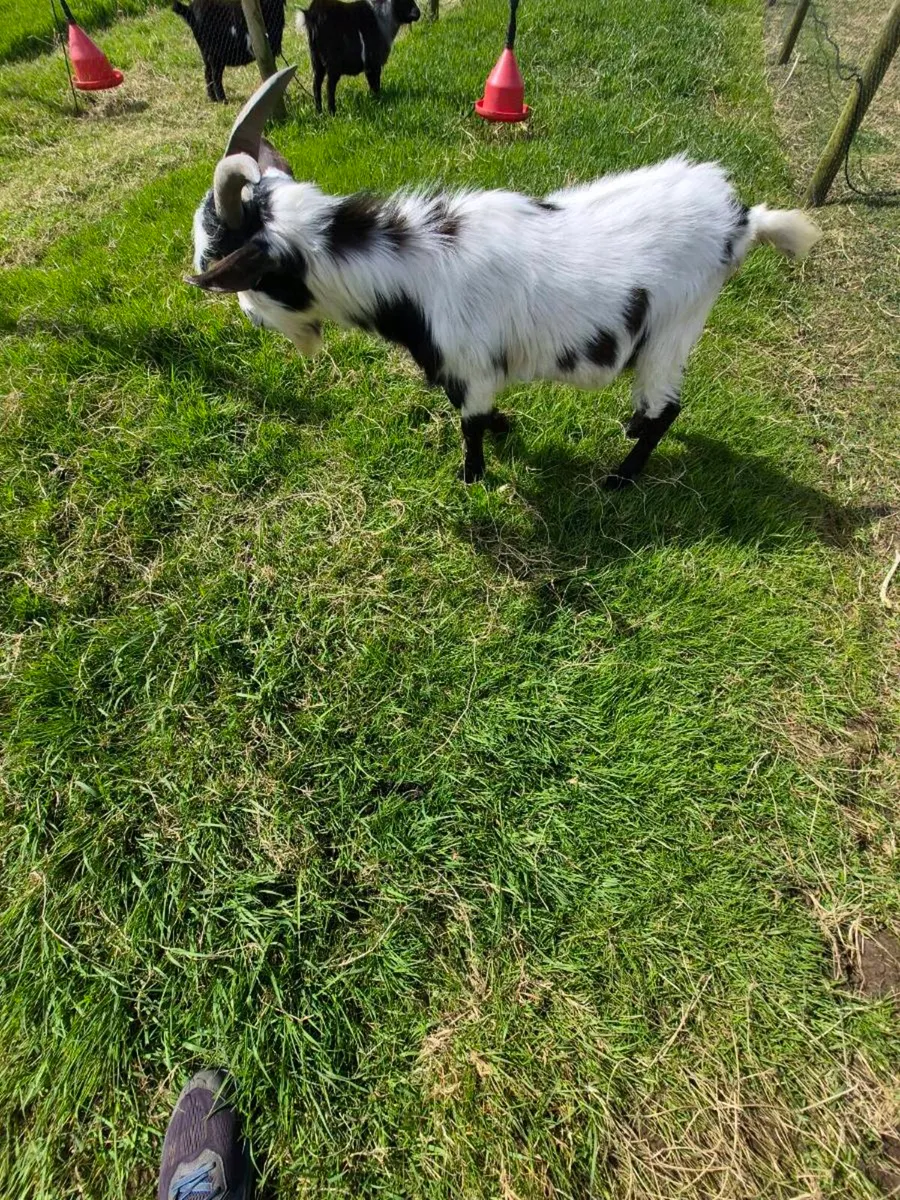 Pygmy Goat Buck - Image 2