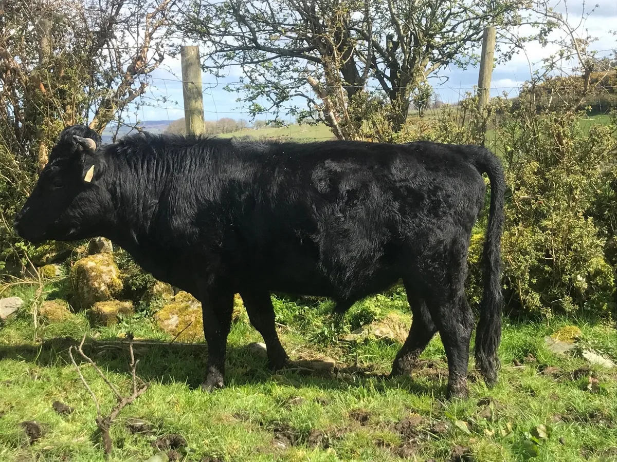 Organic (PBR)Dexter Bull - Image 2