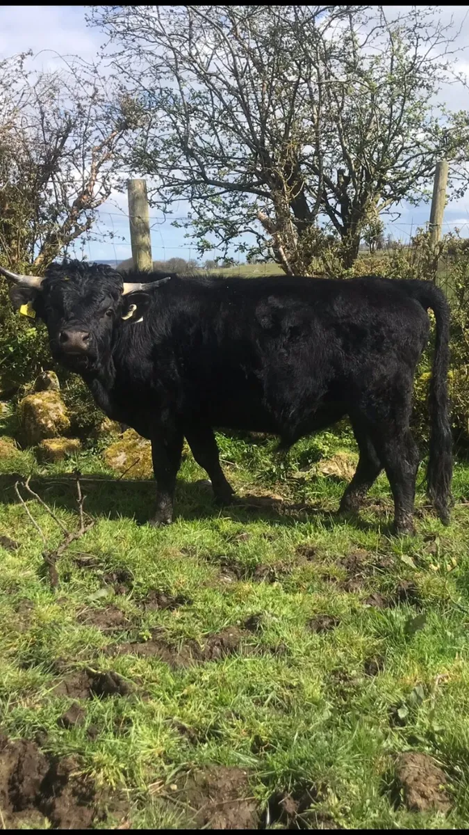 Organic (PBR)Dexter Bull - Image 3