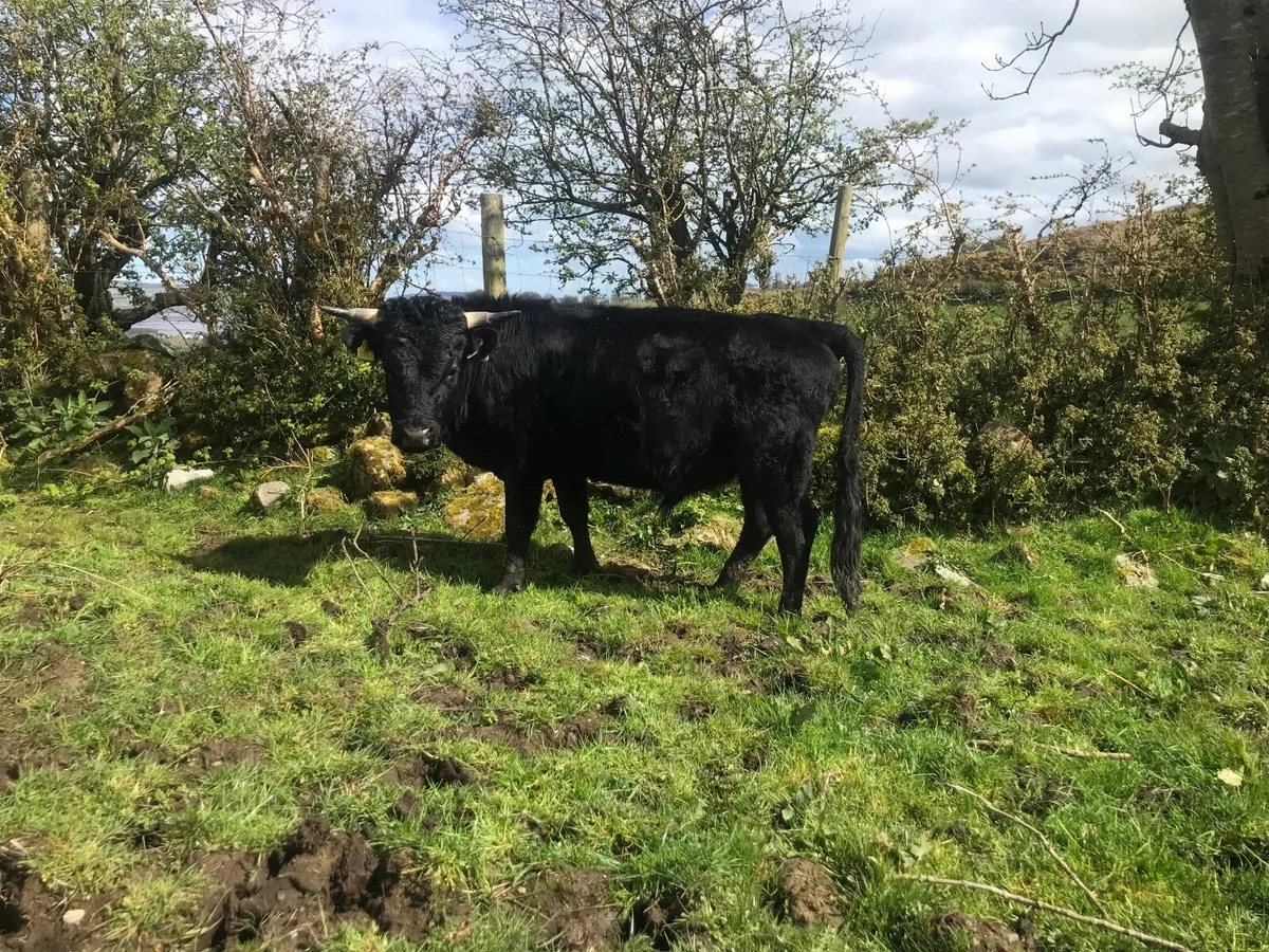 Organic (PBR)Dexter Bull - Image 4