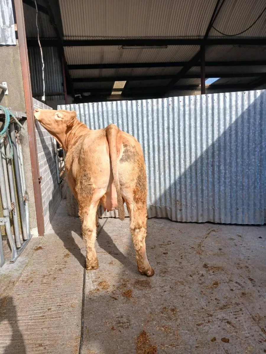 In calf heifer - Image 1