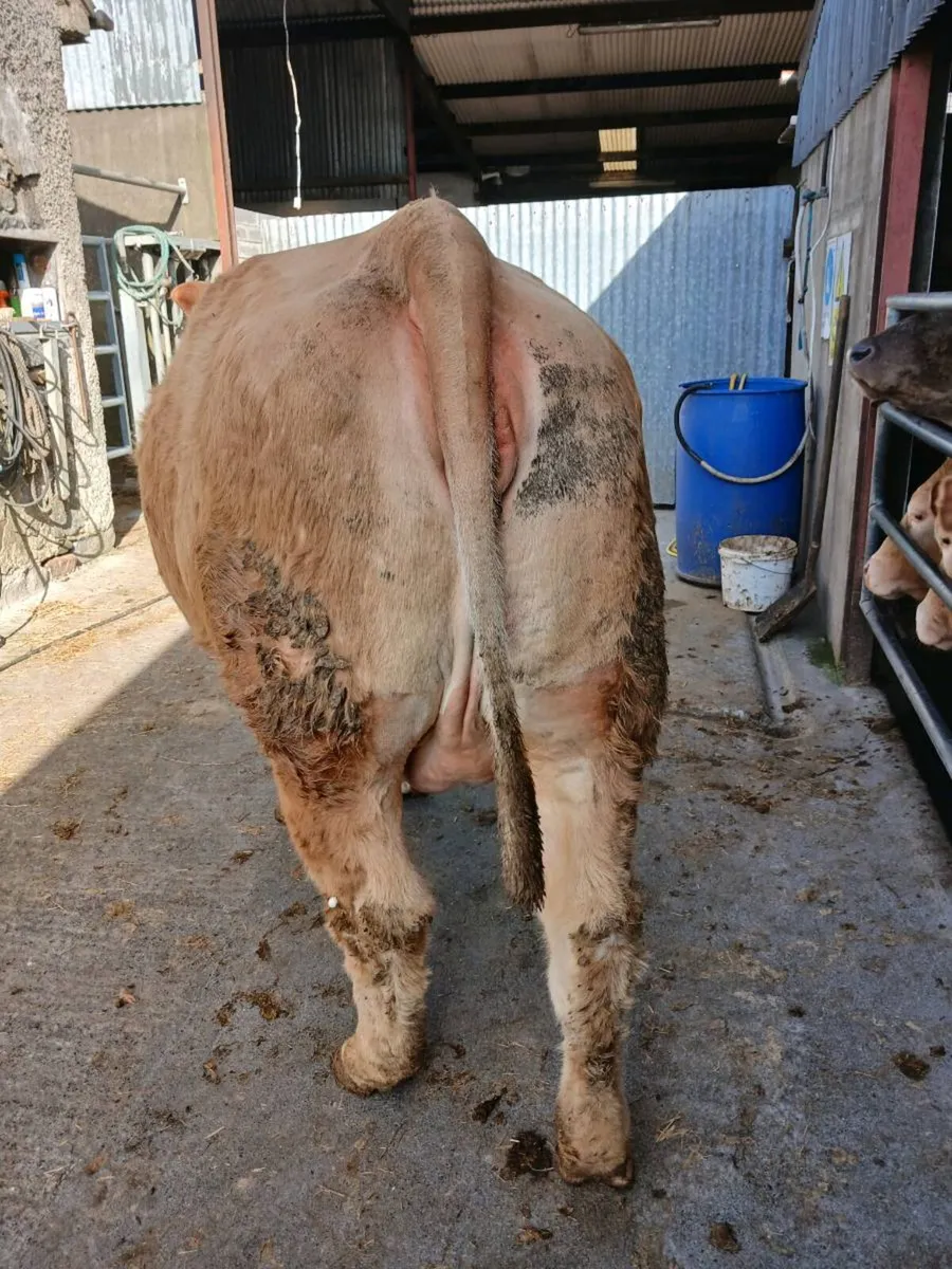 In calf heifer - Image 3