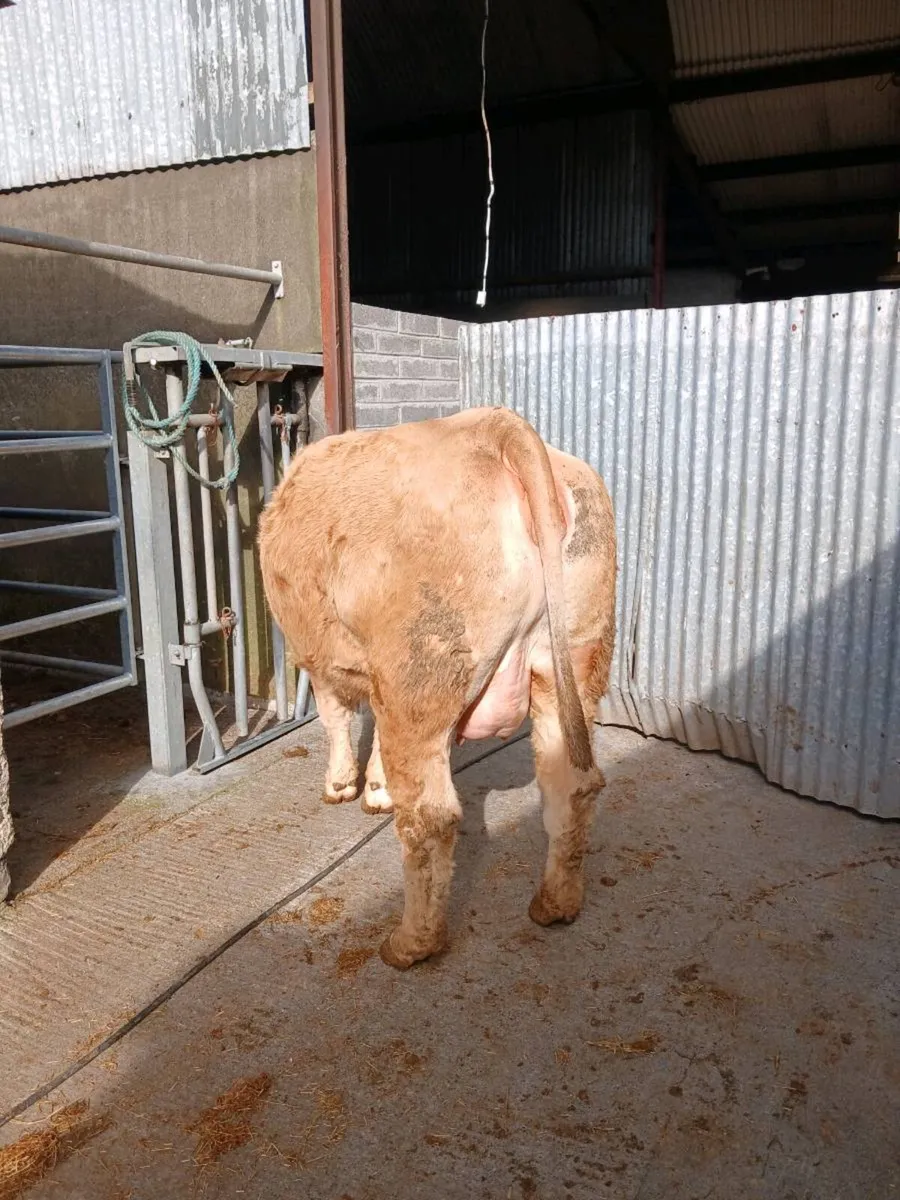 In calf heifer - Image 2