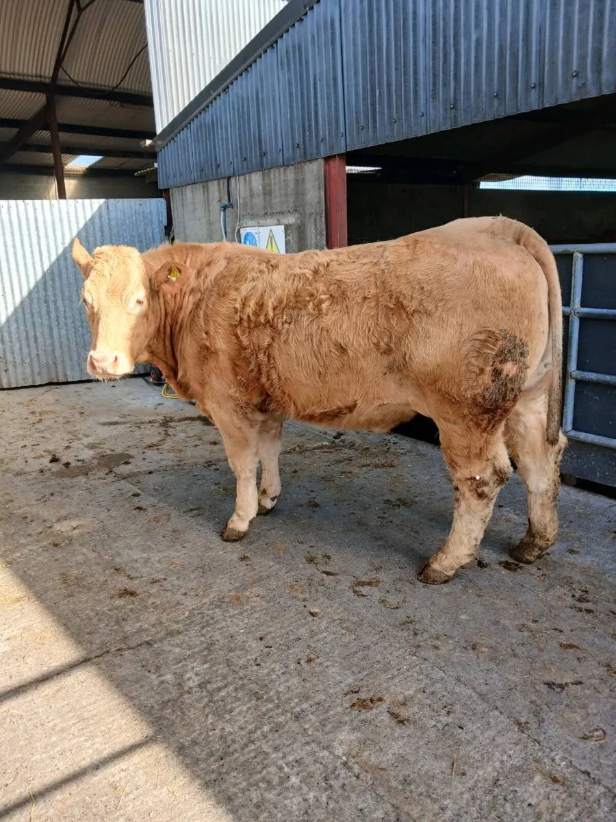 In calf heifer - Image 4