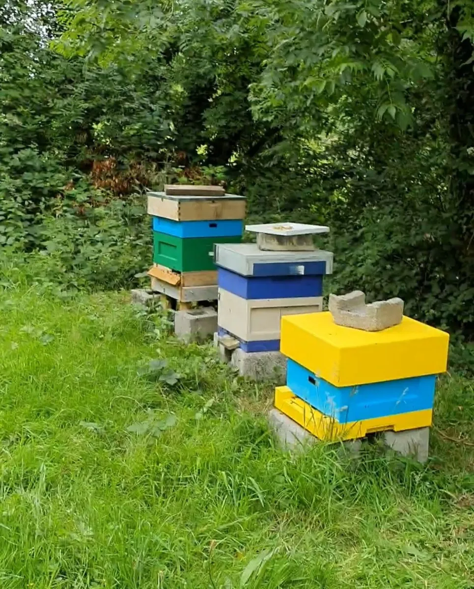 Bees - Image 4
