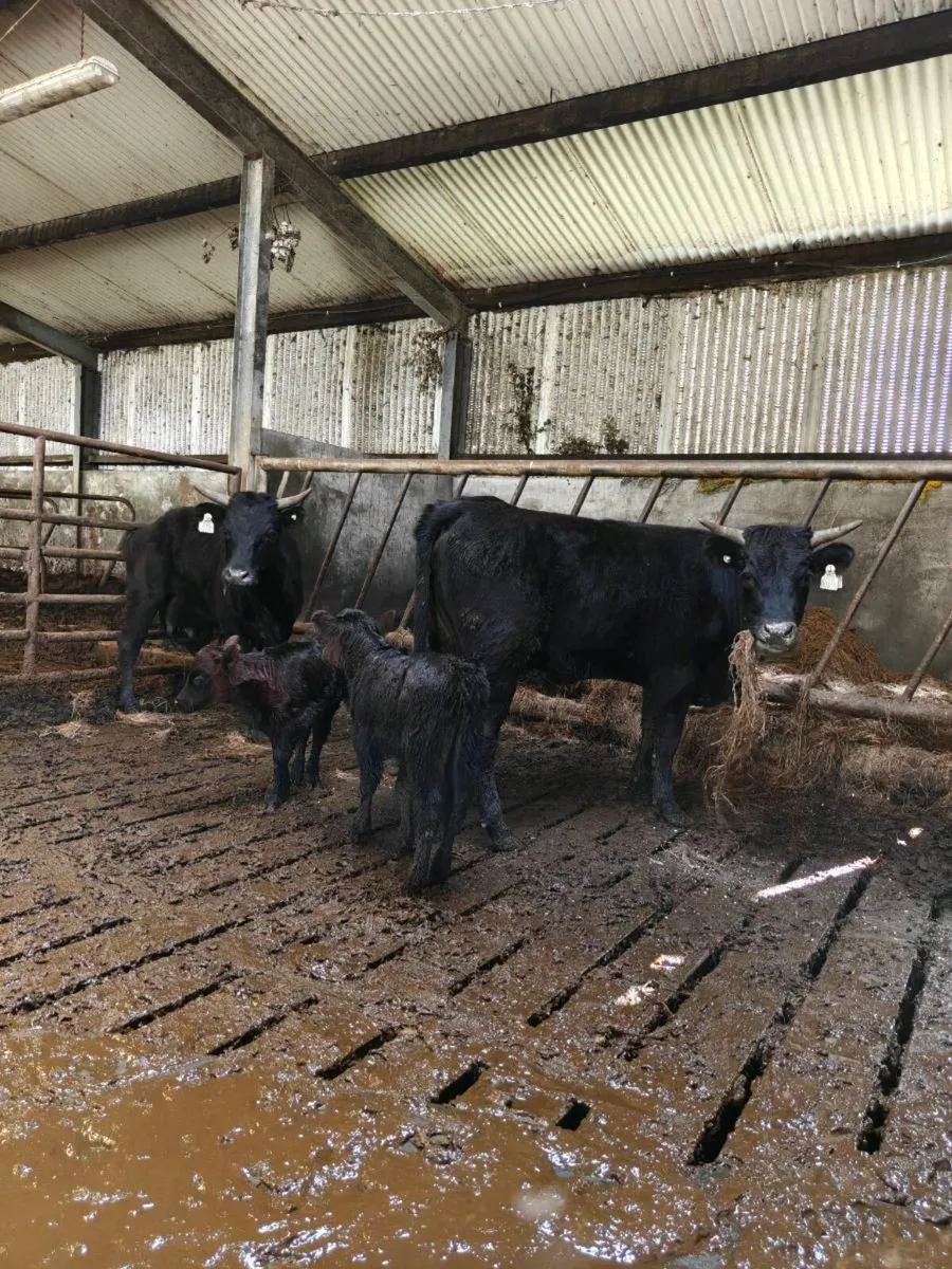 Dexter heifers with calves at foot - Image 1